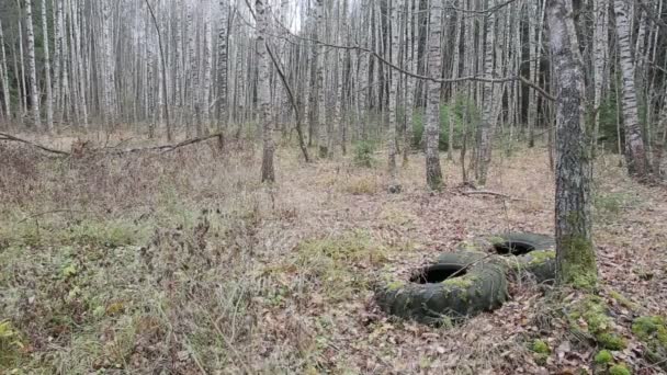 Bosque de otoño en un día nublado, neumáticos viejos — Vídeo de stock