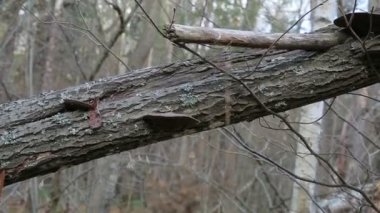 Bulutlu bir günde sonbahar orman