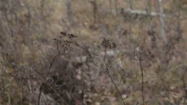 La hierba se balancea en el viento en un campo — Vídeo de stock