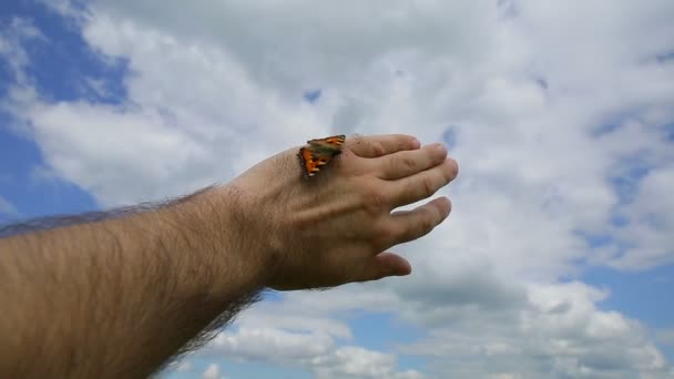 Schmetterling auf der Hand — Stockvideo