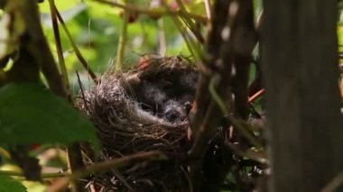 Vahşi kuş yuva piliçle