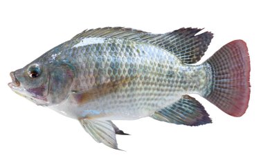 Tilapia beyaz arka planda izole edilmiş. kırpma yolu ile.