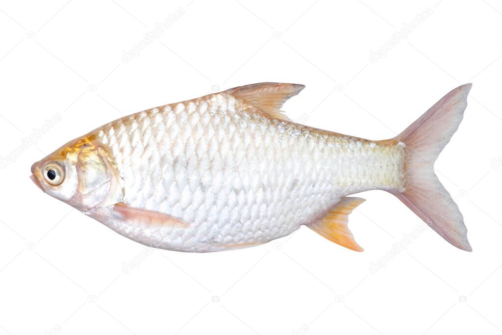 Silver Barb or Java Barb isolated on white background with Clipping path.