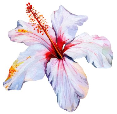 hibiscus çiçek üzerinde beyaz izole