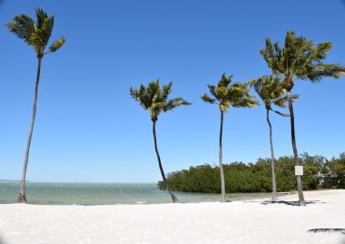 Palmiye ağaçlı Florida plajı