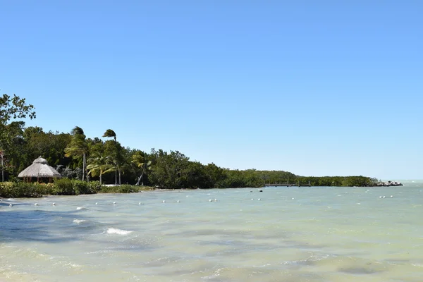 Florida Strand mit Palmen — Stockfoto