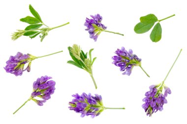 Alfalfa bitkisi (Medicago sativa) beyaz arka planda izole edilmiştir. Üst Manzara. Alfalfa beyaz arka planda, yakın plan. Alfalfa beyaz bir arka planda izole edildi.