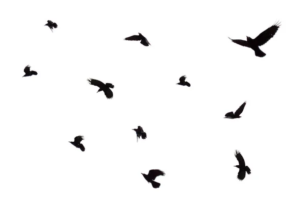 Σμήνη ιπτάμενων κορακιών που απομονώνονται σε λευκό φόντο. Σμήνη πουλιών απομονωμένα στο λευκό. Μαύρα κοράκια απομονώνονται κατά την πτήση. — Φωτογραφία Αρχείου