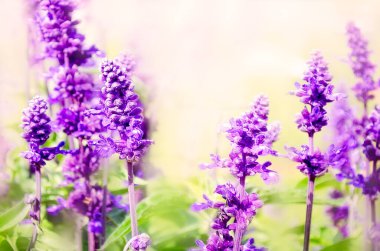 Güneş ışığında mor lavanta çiçekleri. Bahar lavantası arka planı. Lavandula angustifolia, Lavandula Officinalis.
