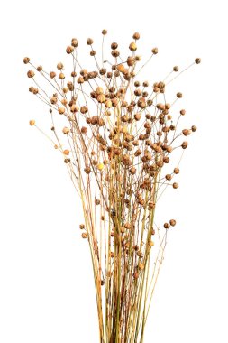 Beyaz arka planda izole edilmiş olgun keten tohumu kutuları. Kuru keten tohumlarının kapsülleri demetlerde.