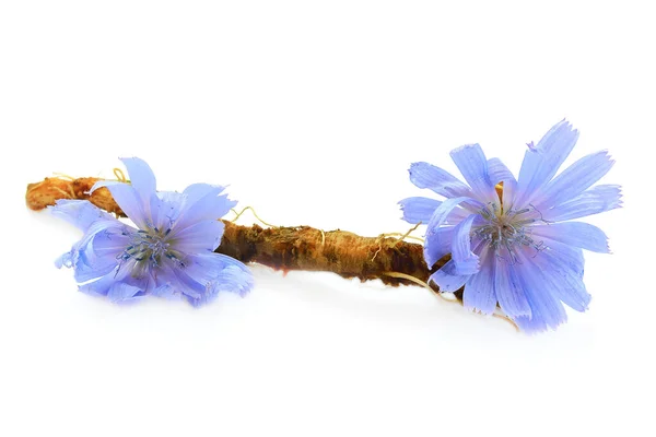 Chicorée Wurzel Und Blüten Sind Auf Weißem Hintergrund Isoliert Blaue — Stockfoto