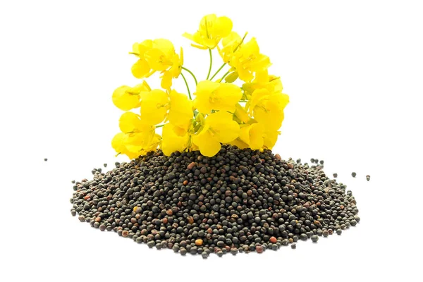 Repcemagnövény Sárga Virágokkal Magokkal Mustárnövény Sárga Virágzása — Stock Fotó