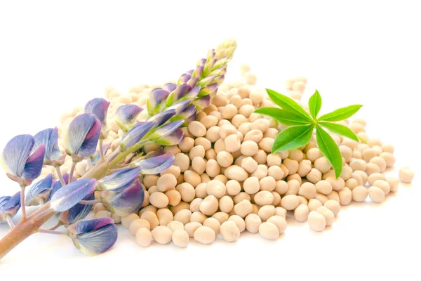 Beyaz arka planda çiçek ve lupin tohumu. Lupinus polyphyllus. Lupine infloresans, yaprak ve tohumlar. Tohumlar ve lupin çiçeği beyazın üzerinde izole edilmiş. Tohumlar, yapraklar, deri yüzeyi.