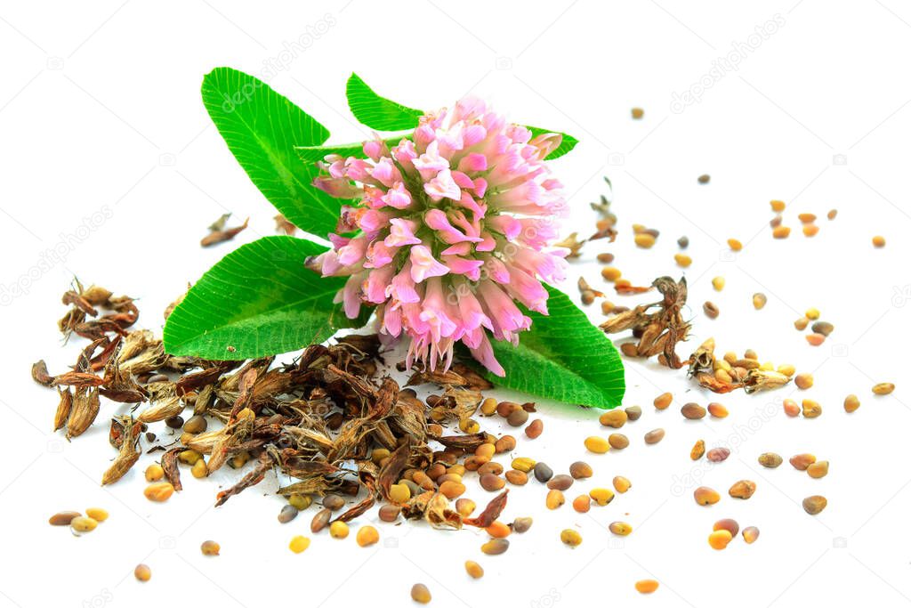 Clover plant with pink flower and seeds. Leguminous plant of red color. Clover seeds and fresh flower isolated on white background. Clover flower and seeds isolated on white.