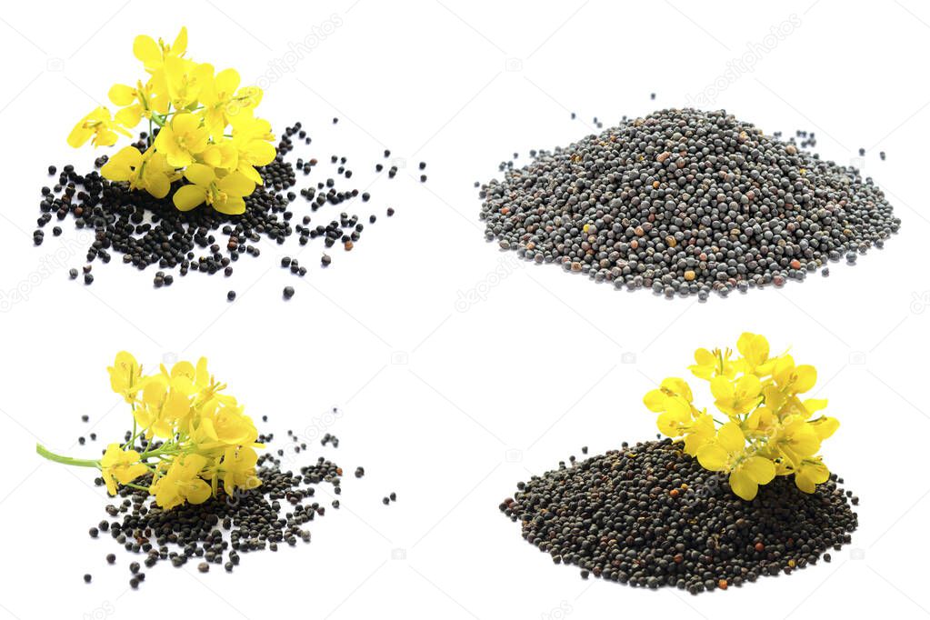 Set of rapeseed plants with yellow flowers and seeds. Yellow mustard plant.