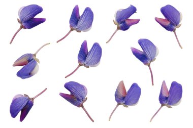 Beyaz arka planda izole edilmiş basılmış ve kurutulmuş mavi çiçek seti. Bitki örtüsünde, koleksiyon defterinde, çiçekçide kullanmak için..