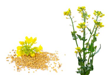 Set of rapeseed plants with yellow flowers and seeds. Yellow mustard plant. Set canola seeds and fresh canola flowers isolated on white background. clipart