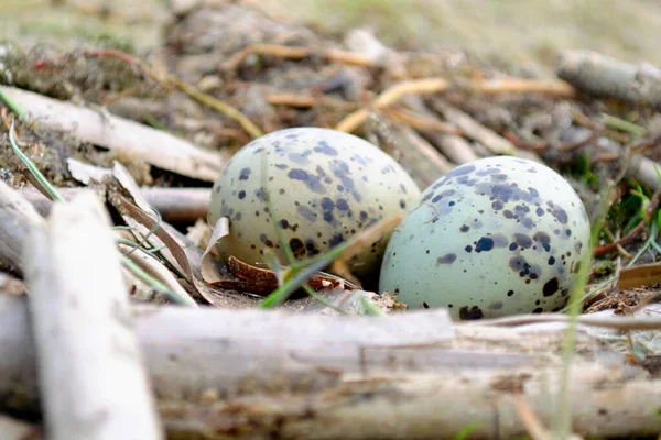 Nido Gabbiani Con Due Uova Dentro Due Uova Gabbiano Macchiettate — Foto Stock