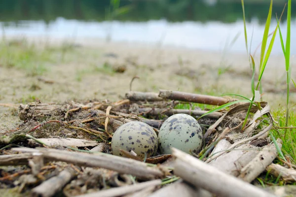 Nido Aves Gaviotas Con Dos Huevos Orilla Dos Huevos Gaviota — Foto de Stock