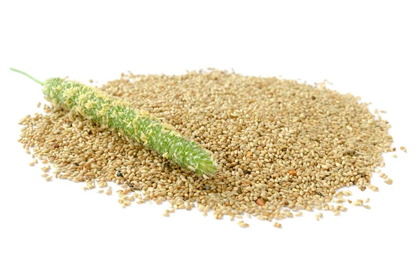 Крупный План Тимофной Травы Семян Изолирован Белом Фоне Зеленый Тимоти — стоковое фото