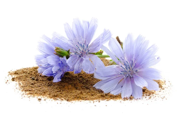 Chicorée Wurzel Und Blüten Sind Auf Weißem Hintergrund Isoliert Chicorée — Stockfoto