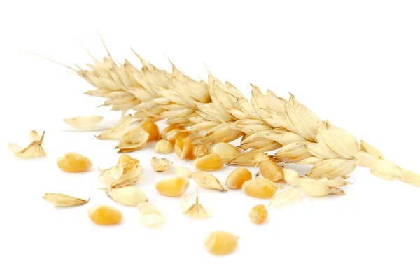 Grains Ear Wheat Isolated White Background Spikelet Wheat Grain White — Stock Photo, Image