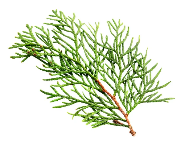 Thuja Zweig Isoliert Auf Weißem Hintergrund Zypressenpflanze Auf Weiß Zedernzweig — Stockfoto