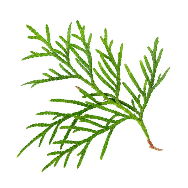 Thuja Tak Geïsoleerd Witte Achtergrond Cypres Wit Ceder Tak Geïsoleerd — Stockfoto