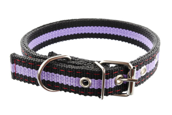 Dog and cat collar isolated on white. Pet collar isolated on white background. Black and purple collar for dogs and cats. Accessory for pets. New collar for animals isolated on white background