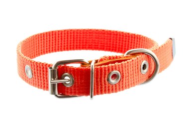 Köpek ve kedi tasması beyazda izole edilmiş. Beyaz arka planda izole edilmiş hayvan tasması. Kediler ve köpekler için turuncu tasma. Evcil hayvanlar için suç ortağı. Beyaz arka planda izole edilmiş hayvanlar için yeni turuncu tasma