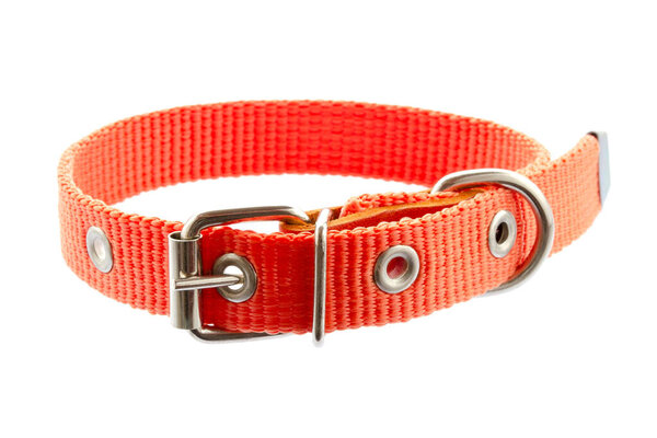Dog and cat collar isolated on white. Pet collar isolated on white background. Orange collar for dogs and cats. Accessory for pets. New orange collar for animals isolated on white background