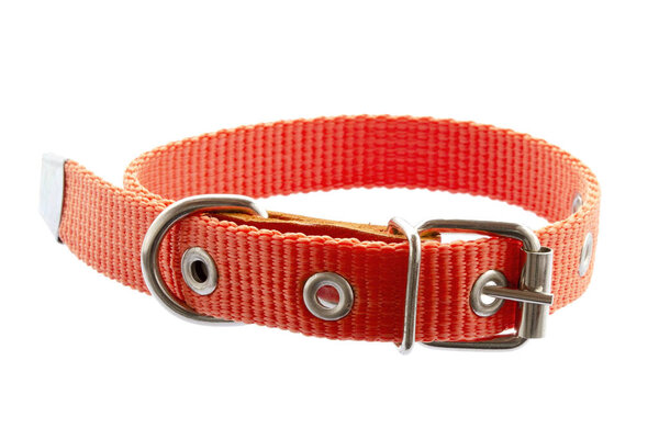 Dog and cat collar isolated on white. Pet collar isolated on white background. Orange collar for dogs and cats. Accessory for pets. New orange collar for animals isolated on white background