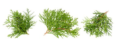 Beyaz arka planda izole edilmiş bir grup thuja şubesi, üst manzara. Sedir dalı beyaz arka planda, düz bir zeminde izole edilmiş. Yapraklı sedir dalları. Evergreen thuja, şube koleksiyonu.