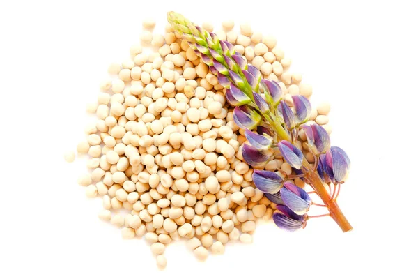 Beyaz arka planda çiçek ve lupin tohumları, üst manzara. Lupinus polyphyllus. Lupine infloresans, yaprak ve tohumlar, üst görünüm. Tohumlar ve lupin çiçeği beyaz arkaplanda izole edilmiş, üst görünüm