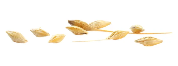 Barley seeds are isolated on white, top view, macro. Barley seeds isolated on a white background. Grains of barley malt on a white background. Set of barley grains isolated on white background. — Stock Photo, Image