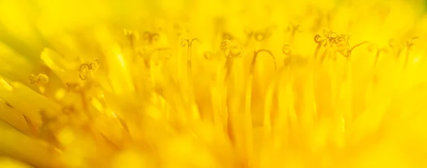 Flor de diente de león amarillo florece al aire libre en la naturaleza, macro, primer plano, fondo. Macro de un gran diente de león amarillo con un brote de flores en flor. Estambres de flores de diente de león amarillo, pistilo, primer plano, macro. —  Fotos de Stock