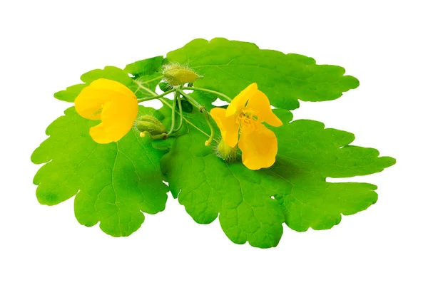 Medicinal plant celandine isolated on white background. Yellow celandine flower isolated on white background. Celandine flowers on a white background. Greater celandine flower, chelidonium majus. — Stock Photo, Image