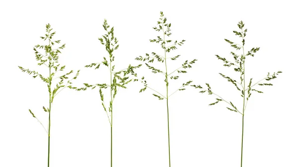 Zöld tüskék rét fű elszigetelt fehér háttér, felső nézet. Zöld fű és virágok elszigetelt fehér, felső nézet. Száraz gyógynövények fehér alapon. A réti kékfű füve. — Stock Fotó