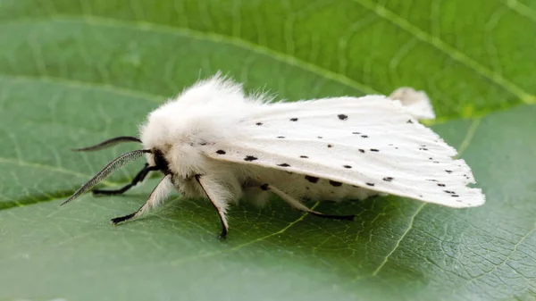 Hyphantria cunea är en amerikansk vit fjäril. En farlig allätande skadegörare på jordbruks- och fruktgrödor. Amerikansk vit fjäril på ett grönt blad. Hyphantria cunea. — Stockfoto