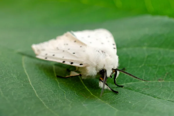 Hyphantria cunea es una mariposa blanca americana. Una peligrosa plaga omnívora de cultivos agrícolas y frutales. Mariposa blanca americana sobre una hoja verde. Hyphantria cunea. —  Fotos de Stock