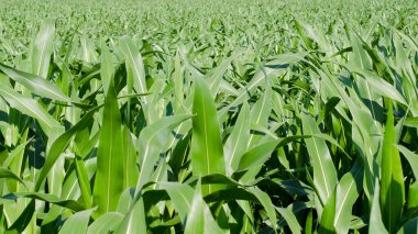 Tarlada yetişen genç yeşil mısır, arka plan. Genç mısır bitkilerinin dokusu, yeşil arka plan. Güneş ışığında mısır tarlası. Tarlada yetişen genç yeşil mısırların arka planı.