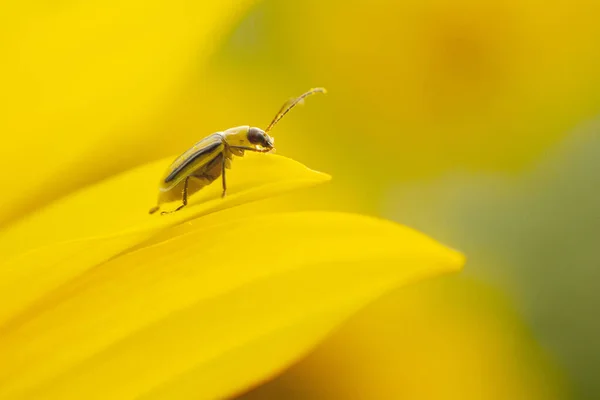 Batı mısır böceği - Diabrotica virgifera. Ayçiçeği, sarı arka planda zararlı bir mısır böceği, yakın plan. Böcek Diabrotica virgifera yakın plan sarı arka plan. Diabrotica virgifera.