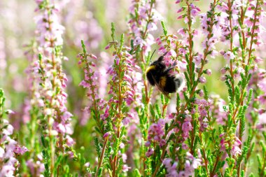 Çiçek açan mor arı ve yaban arısı, yakın plan. Calluna vulgaris. Güneş ışığında parlak pembe bir funda. Mor kenevir çiçekleri ve yabanarısı. Yabanarısı, sık sık kenevir tozlaştırır.