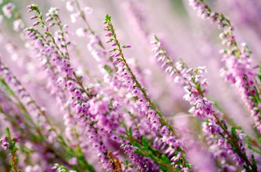 Çiçek açan mor kenevir, yakın plan. Calluna vulgaris. Çiçek arka planı. Açık havada filizlenen canlı pembe kenevir. Mor kenevir çiçekleri kapanıyor. Ortak heather, makro, arkaplan