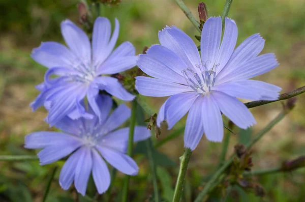 Mavi leylak hindiba çiçekleri. Yabani hindibanın mavi çiçeği. Cichorium intybus. Yaygın hindiba çiçeği ya da Cichorium intybus, yakın plan, makro. Hindiba çiçeği mavi.