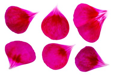 Kırmızı sardunya yaprakları, beyaz arka planda izole edilmiş pelargonyum, üst manzara, yakın çekim. Beyaz arka planda sardunya yaprakları. Pelargonyum yaprakları beyaz arkaplanda izole edilmiş, üst görünüm.