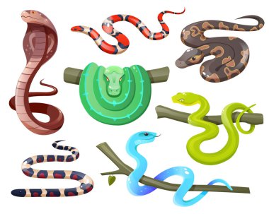 Snakes, wild tropical serpents isolated on white background. Cobra, california mountain kingsnake, green tree and ball python, trimeresurus salazar and insularis. Vector cartoon set of exotic reptiles vector Snakes, wild tropical serpents isolated on white background. Cobra, california mountain kingsnake, green tree and ball python, trimeresurus salazar and insularis. Vector cartoon set of exotic reptiles vector