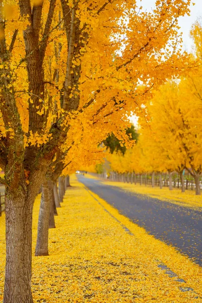 Ginkgo Trees Line Road Winery Napa Valley California Usa Stock Fotografie