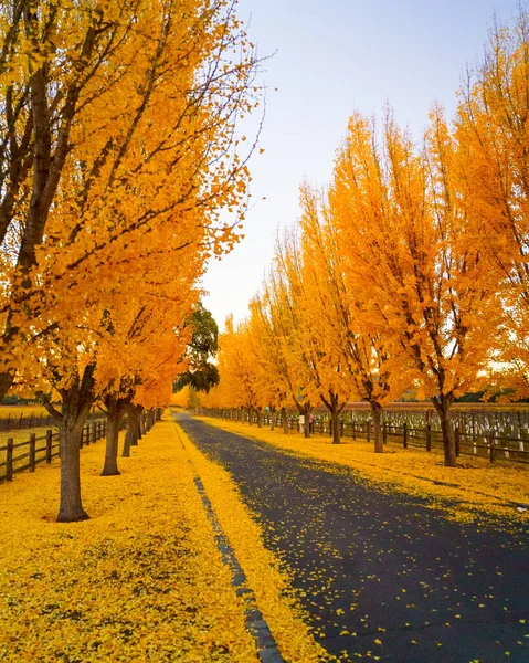 Ginkgo Trees Line Road Winery Napa Valley California Usa Stock Fotografie