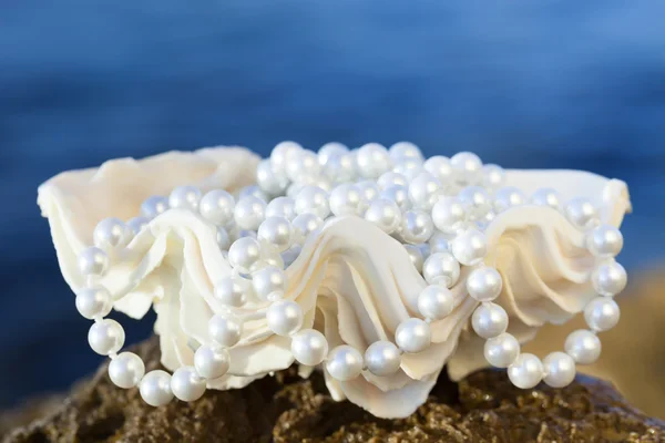 Concha con perlas blancas — Foto de Stock